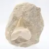 Otodus tooth - 0