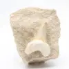 Fossil otodus tooth Morocco - 0
