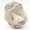 Fossil otodus tooth from Morocco - 0