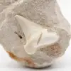 Fossil otodus tooth from Morocco - 1