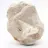 Fossil otodus tooth from Morocco