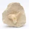 Otodus fossil Morocco - 0