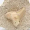 Otodus fossil Morocco - 1