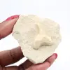 Otodus fossil Morocco - 2