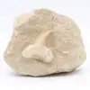 Otodus tooth on gangue - 0