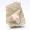 Fossil tooth on gangue - 0