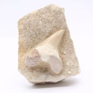 Fossil tooth on gangue
