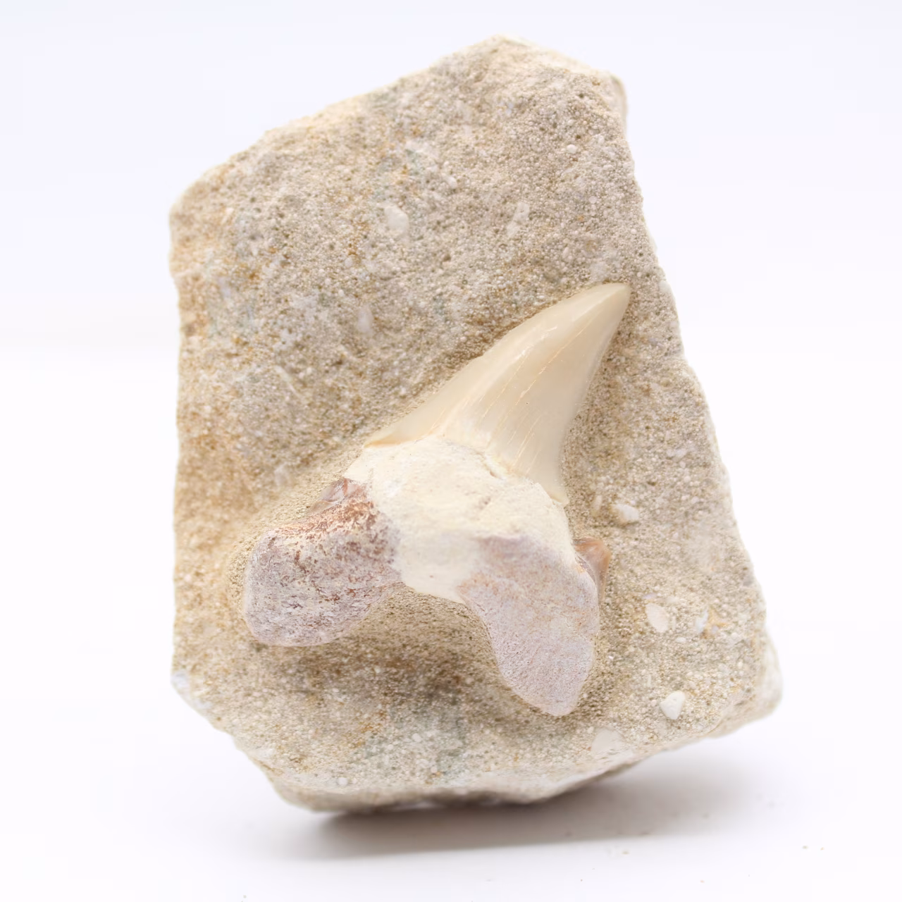 Fossil tooth on gangue
