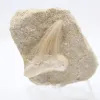 Fossil tooth - 0