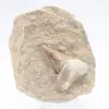 Otodus tooth - 0