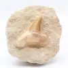Fossil tooth - 0