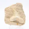 Fossil tooth - 0