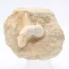 Otodus shark tooth - 0