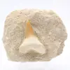 Fossil otodus shark tooth - 0