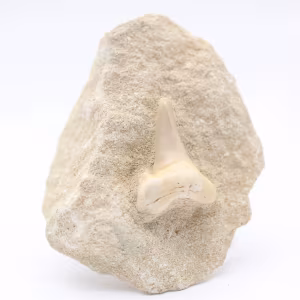 Fossil otodus shark tooth