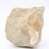 Otodus shark tooth - 0