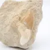Otodus shark tooth - 1