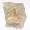 Fossil otodus Morocco - 0