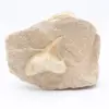 Fossil shark tooth on matrix - 0
