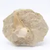 Tooth on gangue from Morocco - 0