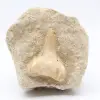 Fossil tooth - 0