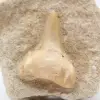 Fossil tooth - 1
