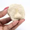 Fossil tooth - 2