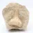 Fossil tooth