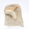 Otodus shark tooth - 0