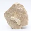 Otodus shark tooth - 0