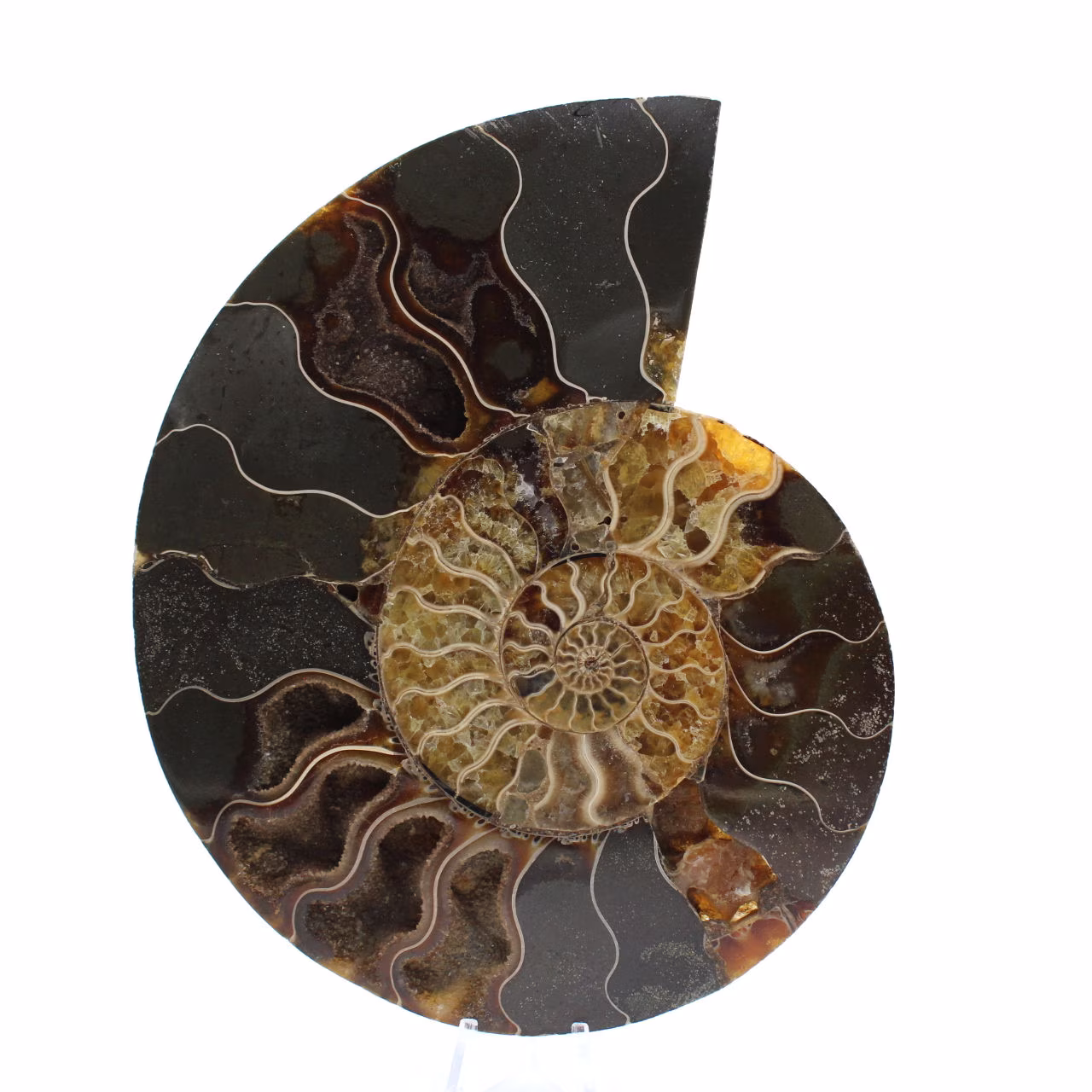 Ammonite