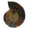 Natural Ammonite Fossil - 0