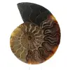 Ammonite One Piece - 0