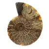 Polished Sawn Ammonite - 0