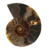 Ammonite from Madagascar - 0