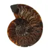 Ammonite One Piece - 0