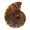 Polished Fossilized Ammonite - 0