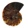Polished Ammonite Fossil - 0