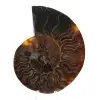Natural Ammonite Fossil - 0