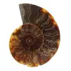 Polished Fossilized Ammonite - 0