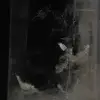 Quartz inclusion - 6