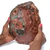 Natural Petrified Wood Slice - 0