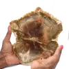 Polished Natural Silicified Wood - 0