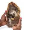 Polished Fossilized Wood from Madagascar - 0