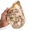 Polished Silicified Wood from Madagascar - 0