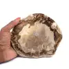 Fossil Wood - 0