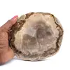 Fossil Wood - 0