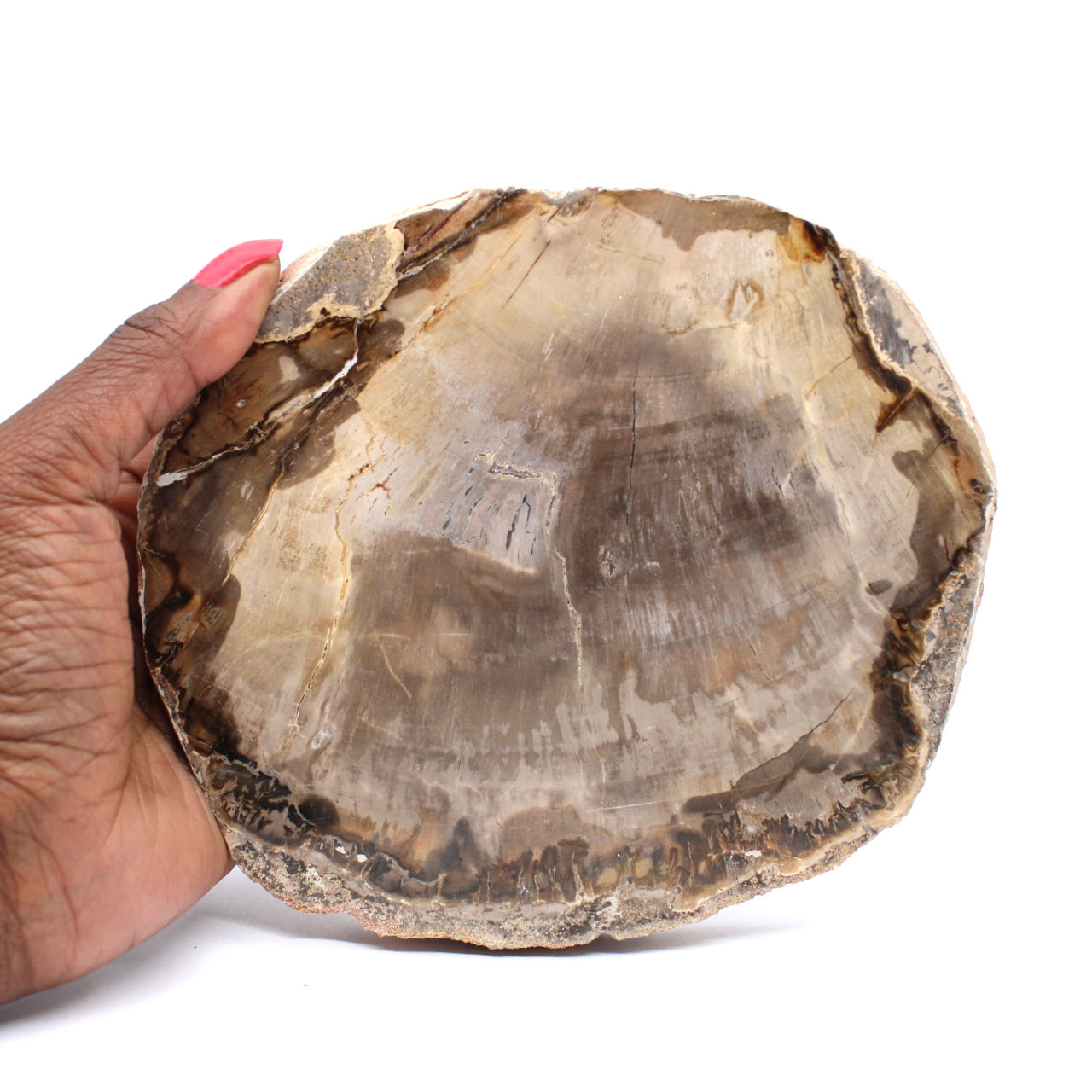 Fossil Wood