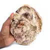 Silicified Wood - 0
