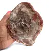 Petrified Wood from Madagascar - 0